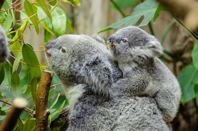 Ruta por australia - Koala con bebe