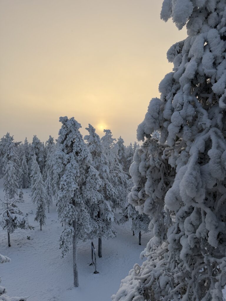 Bosque nevado en Rovaniemi, Finlandia