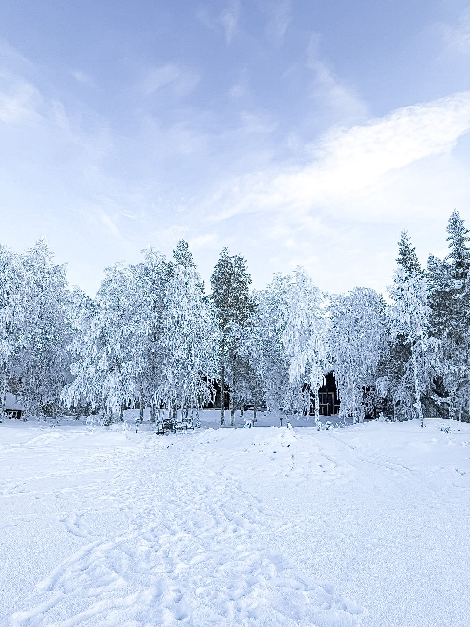 Bosque Finlandia